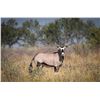 Image 1 : 0.2 Gemsbok