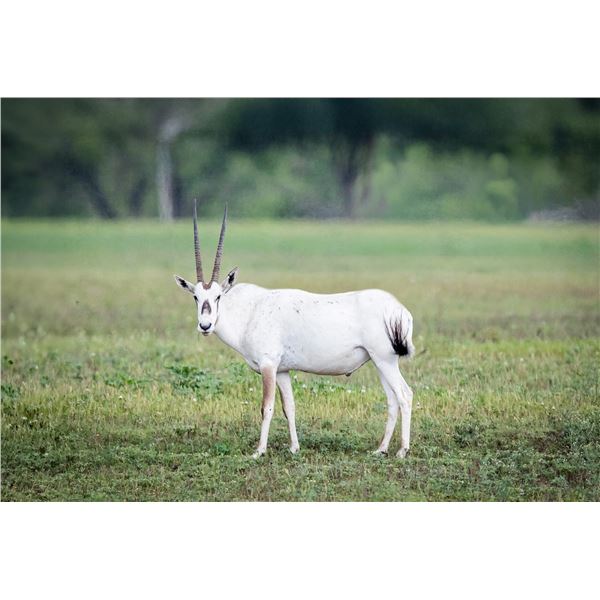 2.0 Arabian Oryx