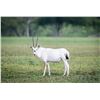 Image 1 : 2.0 Arabian Oryx