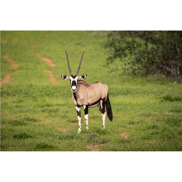 0.2 Gemsbok
