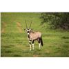 Image 1 : 0.2 Gemsbok