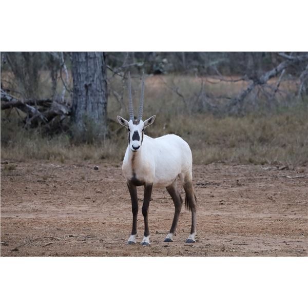 0.2 Arabian Oryx