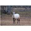 Image 1 : 0.2 Arabian Oryx