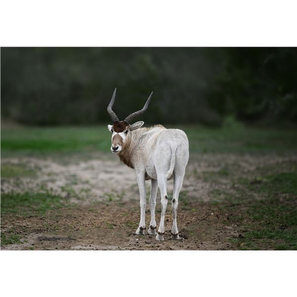 1.0 Addax