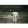Image 1 : 1.0 Addax