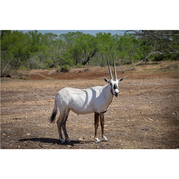 2.0 Arabian Oryx