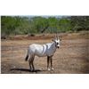 Image 1 : 2.0 Arabian Oryx