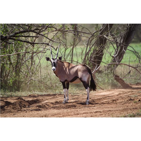 2.0 Gemsbok