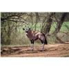 Image 1 : 2.0 Gemsbok