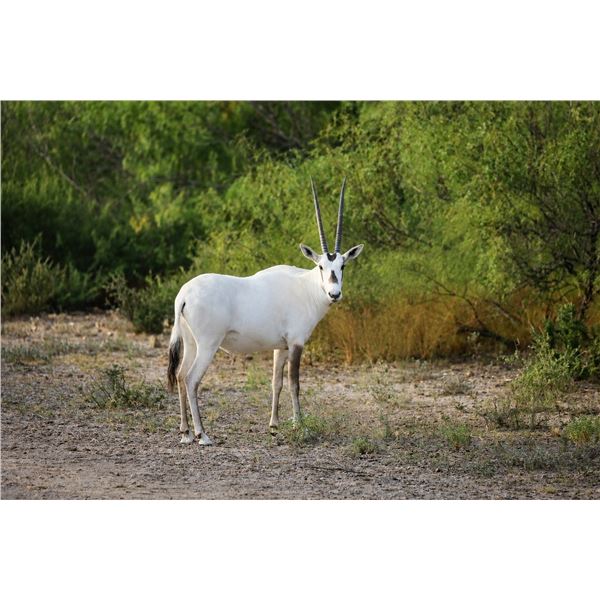 0.2 Arabian Oryx