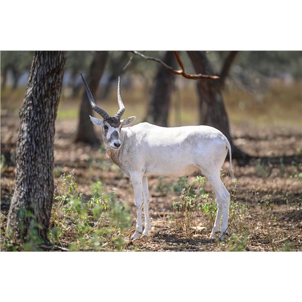 1.0 Addax
