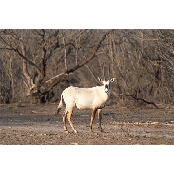 0.1 Arabian Oryx