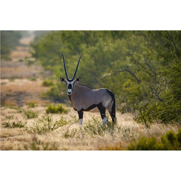 2.0 Gemsbok