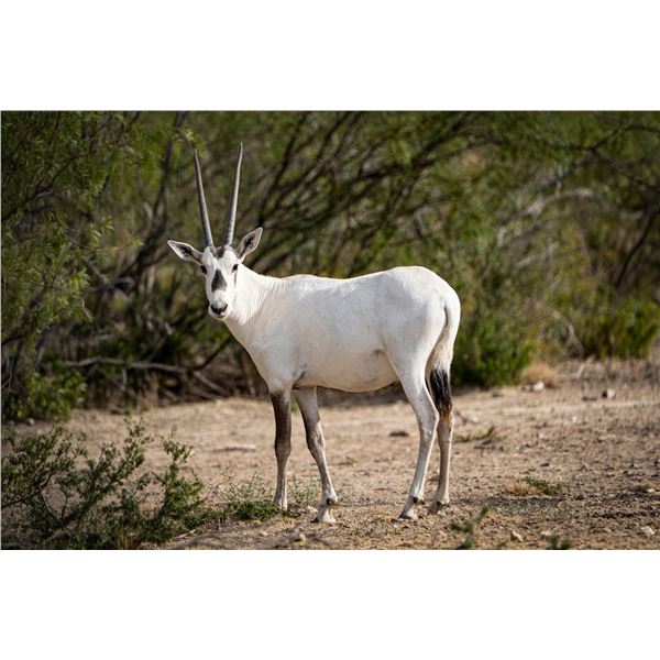 0.2 Arabian Oryx