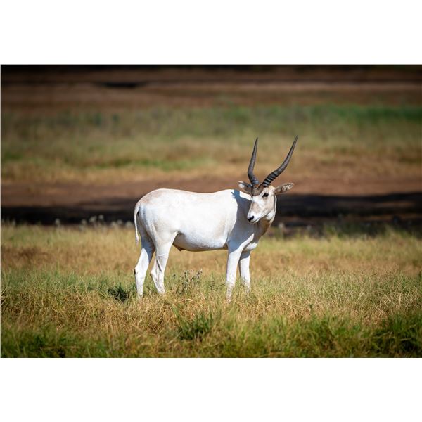 2.0 Addax