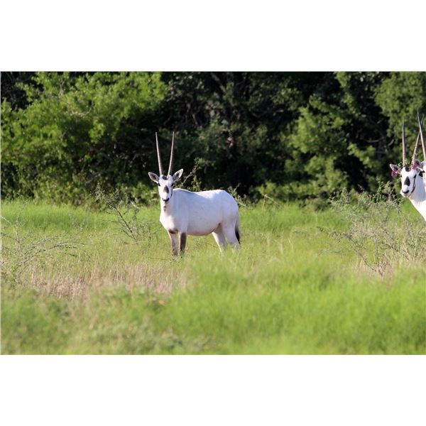 1.0 Arabian Oryx