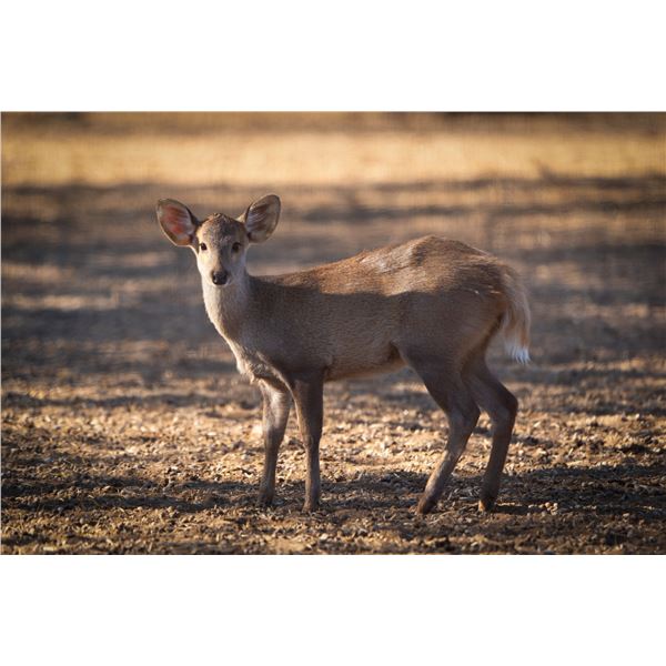 0.1 Hog Deer