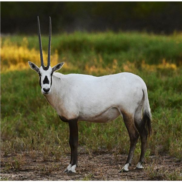 0.1 Arabian Oryx