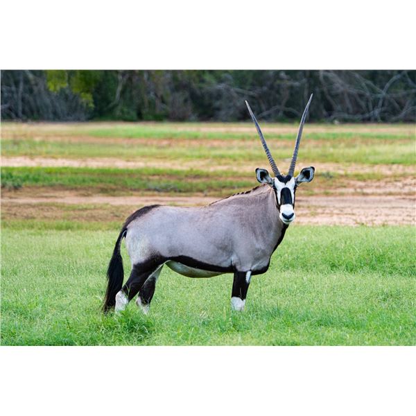 0.3 Gemsbok