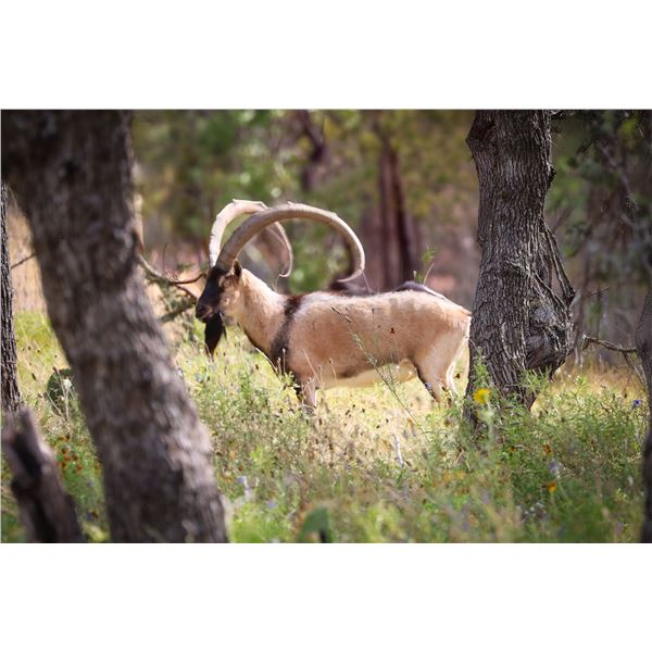 1.0 Mature Kri Kri Ibex