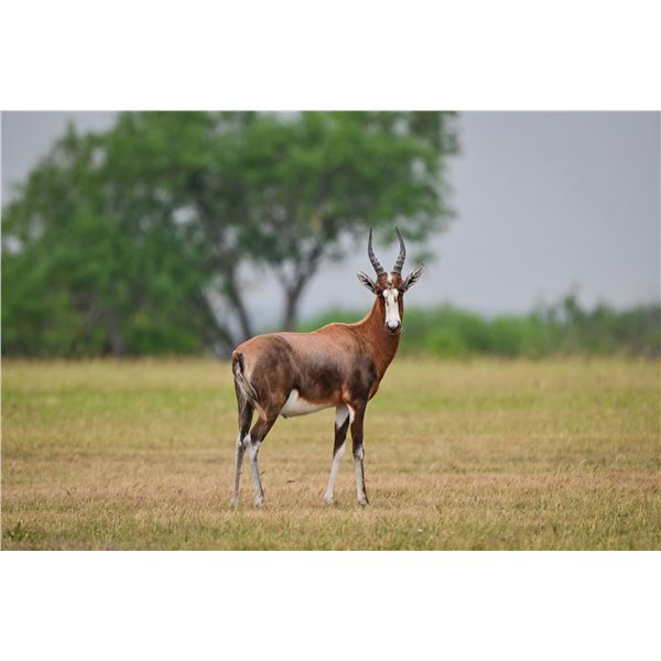 1.0 Blesbok