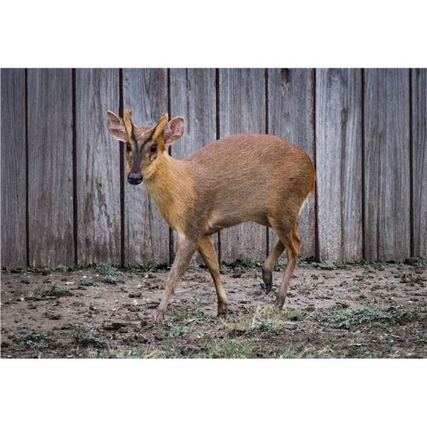 2.0 Muntjac