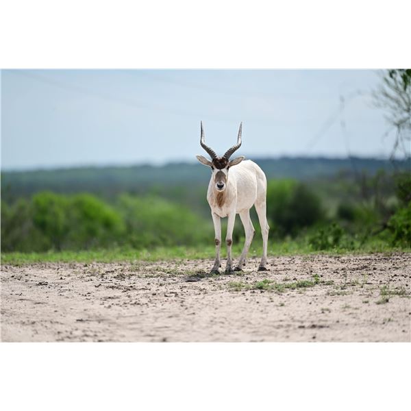 2.0 Addax