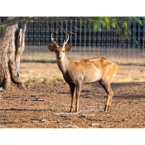2.0 Hog Deer