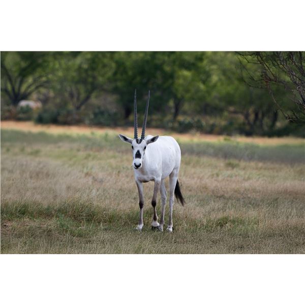0.2 Arabian Oryx