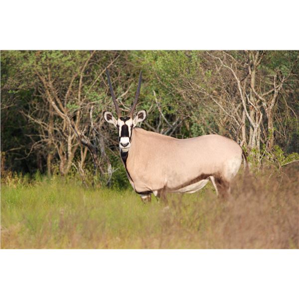 0.3 Mature Gemsbok