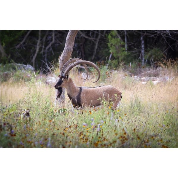 1.0 Mature Kri Kri Ibex