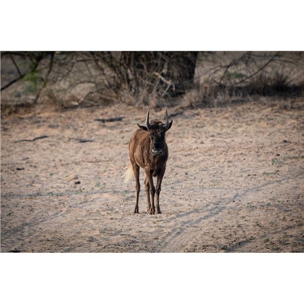 1.0 Black Wildebeest
