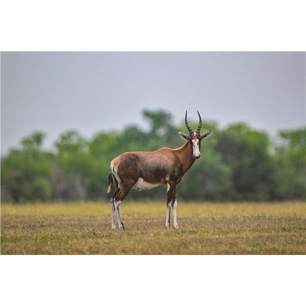 1.0 Blesbok