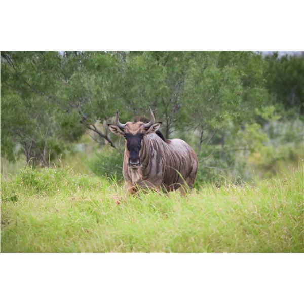 0.1 White-Bearded Wildebeest