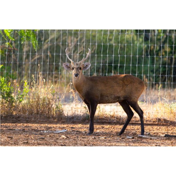 1.0 Hog Deer