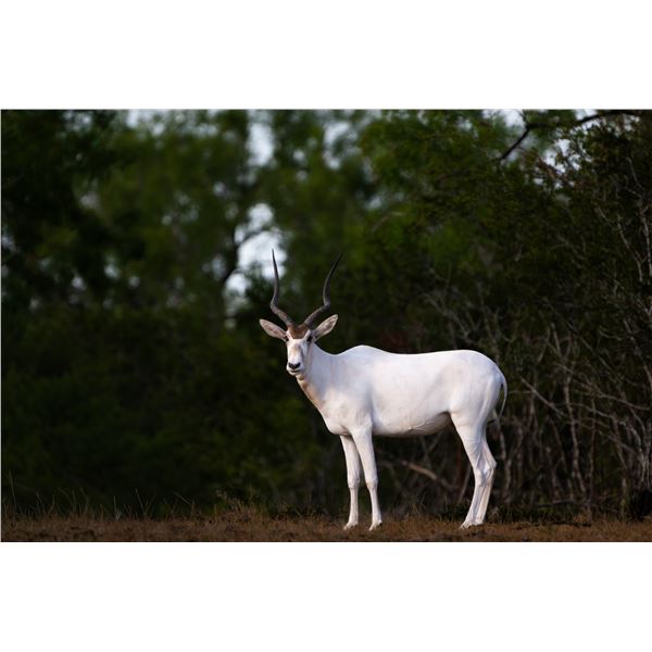 0.2 Mature Addax