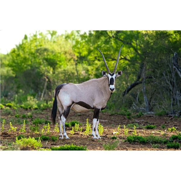 0.3 Mature Gemsbok