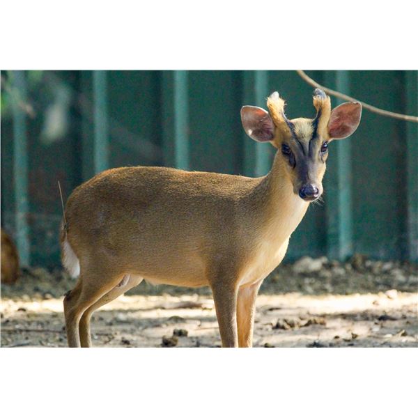 2.0 Muntjac