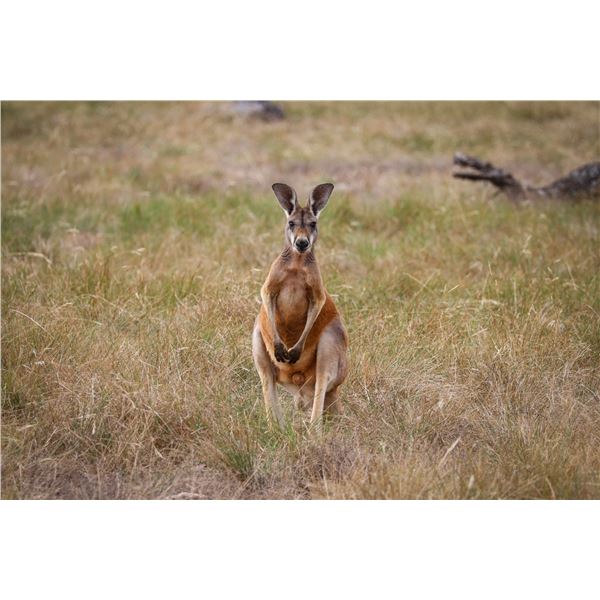 1.0 Red Kangaroo