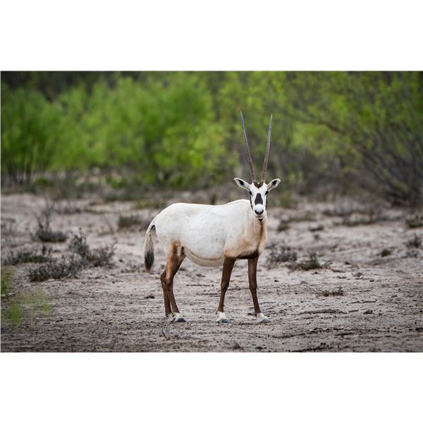 0.3 Mature Arabian Oryx - West Texas Genetics