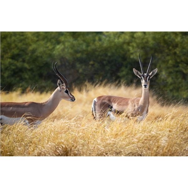 0.2 Mature Grant's Gazelle