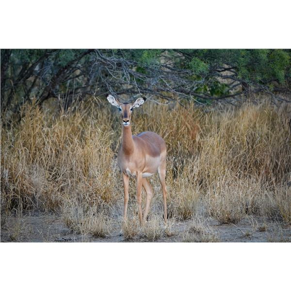 0.2 Mature Impala
