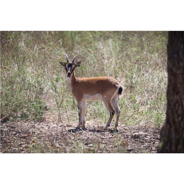 1.2 Kri Kri Ibex Starter Herd
