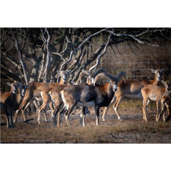 2.0 2 y/o Mouflon