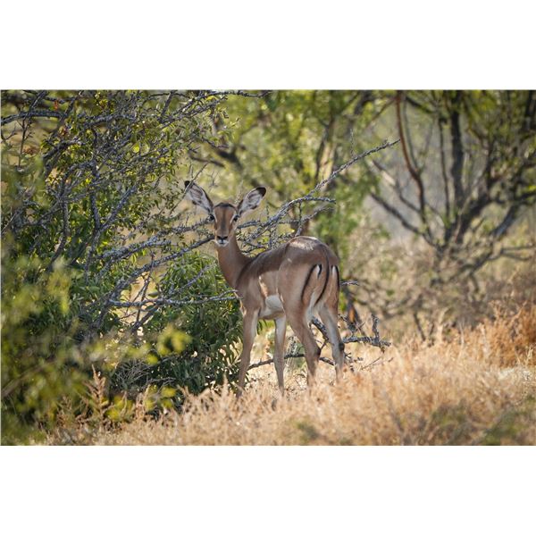 0.1 Impala