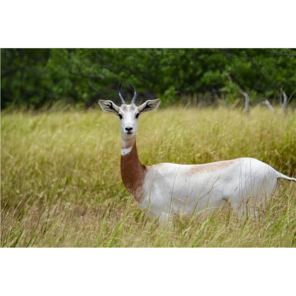 0.2 Dama Gazelle
