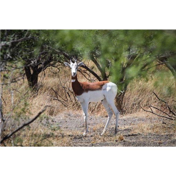 2.0 Dama Gazelle
