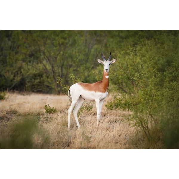 1.0 Dama Gazelle