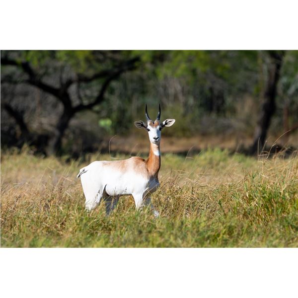 1.0 Dama Gazelle