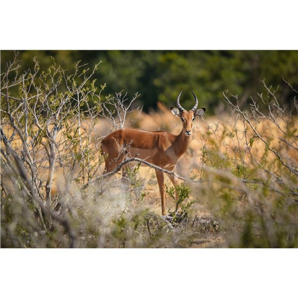 1.0 Impala